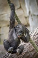 Swingin Baby